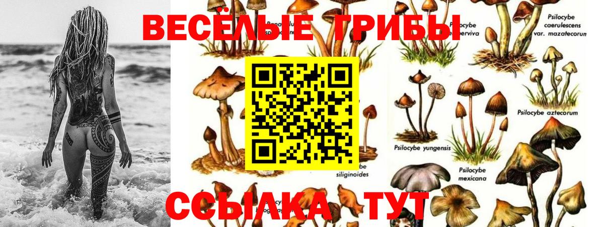 Псилоцибиновые грибы Psilocybine cubensis Узловая